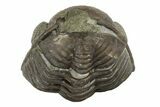 Wide, Enrolled Eldredgeops Trilobite Fossil - Ohio #188899-3